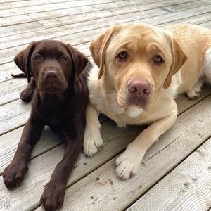 Meet your Posher, Abbey